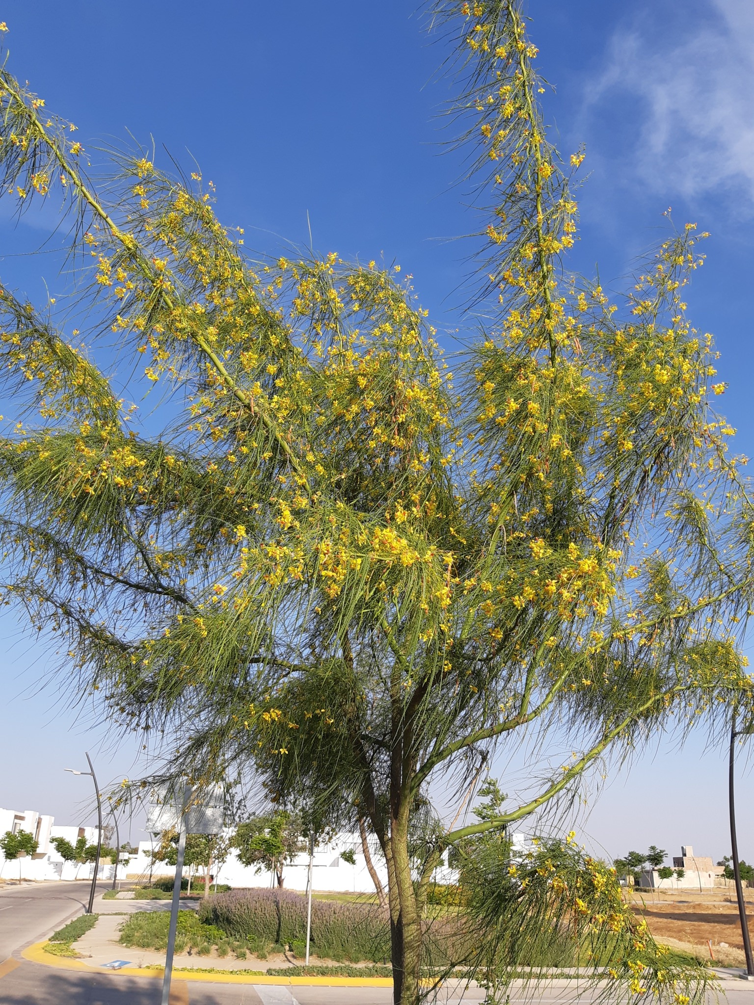 Parkinsonia aculeata